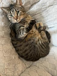 Lost Female Cat last seen Heritage hills circle ne, Bradley County, TN 37323