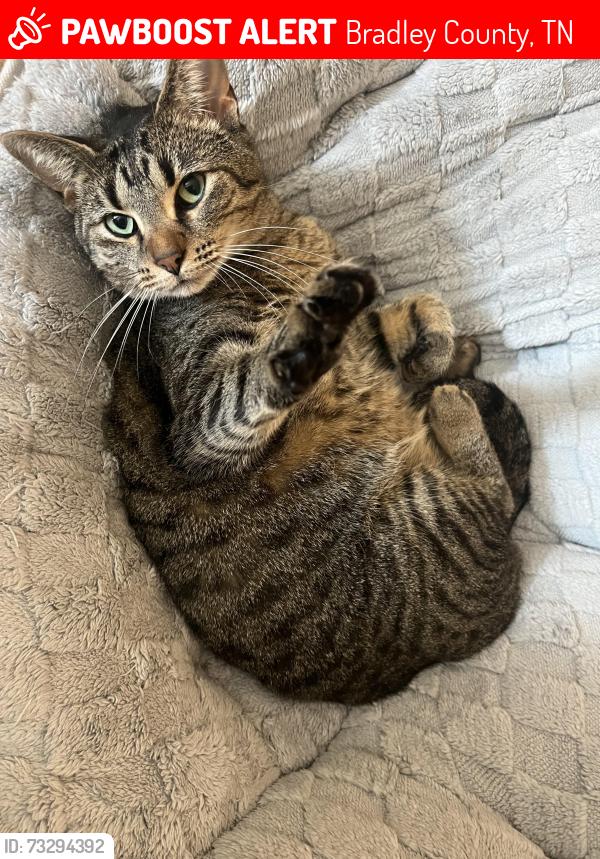 Lost Female Cat last seen Heritage hills circle ne, Bradley County, TN 37323