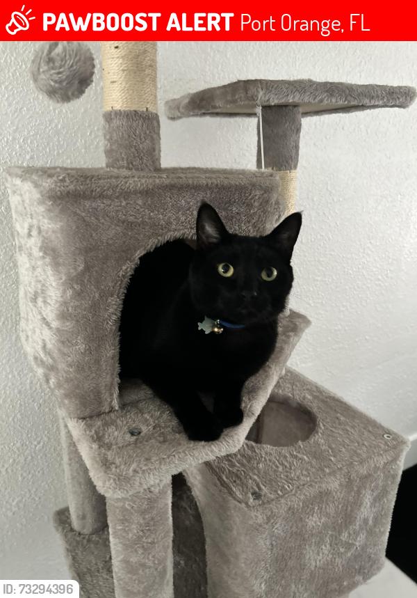 Lost Male Cat last seen Port Orange Memorial Park, Port Orange, FL 32129