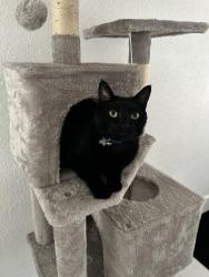Lost Male Cat last seen Port Orange Memorial Park, Port Orange, FL 32129