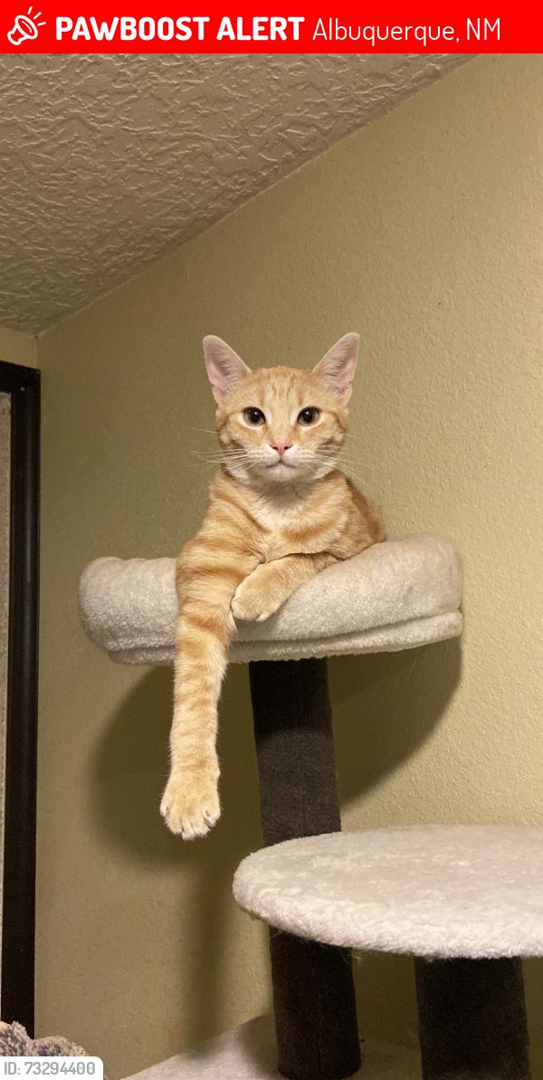 Lost Male Cat last seen Don Felipe Rd Sw, Albuquerque, NM 87121
