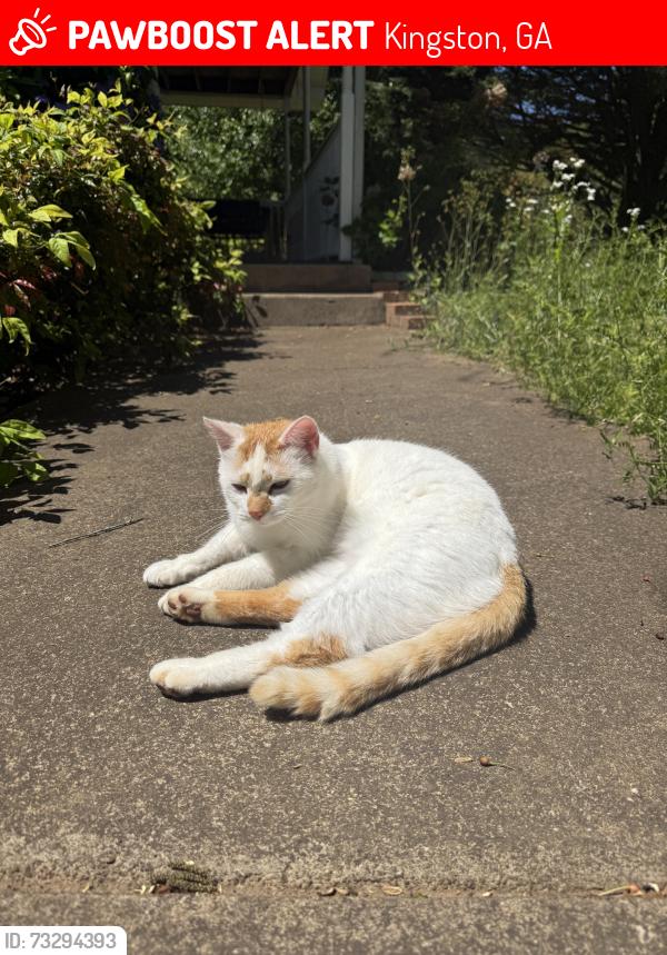 Lost Male Cat last seen Barnsley Gardens, Kingston, GA 30145