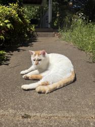 Lost Male Cat last seen Barnsley Gardens, Kingston, GA 30145