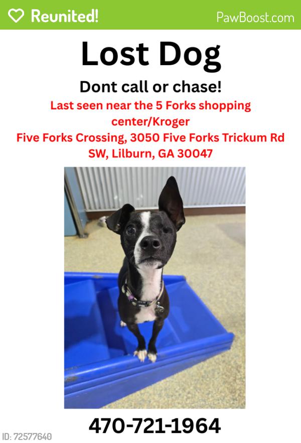 Reunited Male Dog last seen Five Forks Crossing, 3050 Five Forks Trickum Rd SW, Lilburn, GA 30047, Lilburn, GA 30047