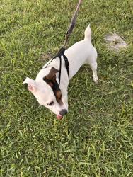 Reunited Male Dog last seen Taste of India, Melbourne, FL 32934