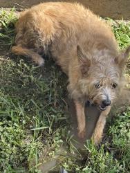 Found/Stray Female Dog last seen The Retreat apmts, Houston, TX 77065