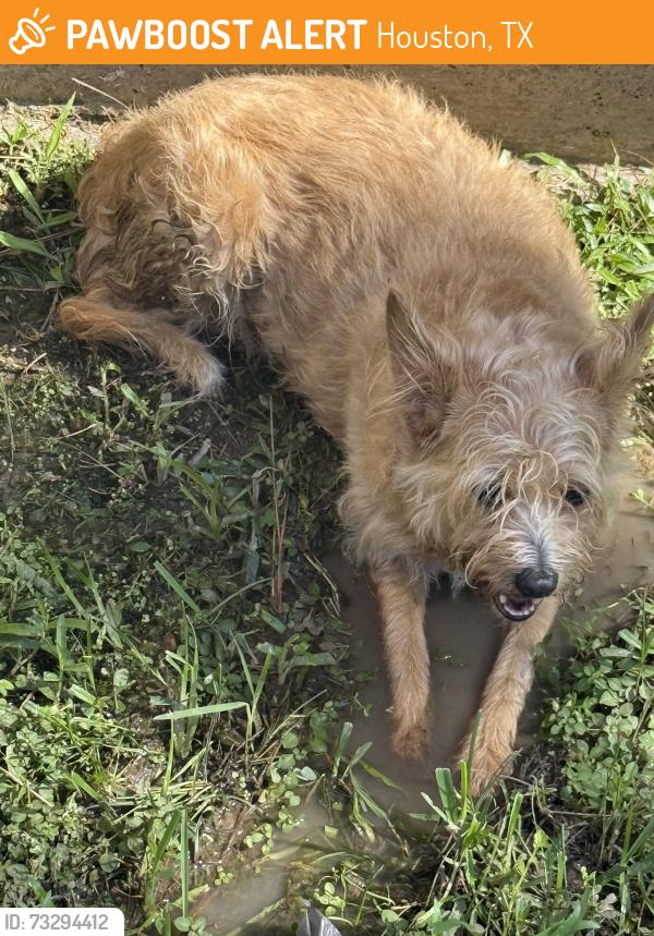 Found/Stray Female Dog last seen The Retreat apmts, Houston, TX 77065
