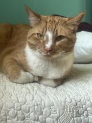 Lost Male Cat last seen 3 mile and coit, Grand Rapids, MI 49505