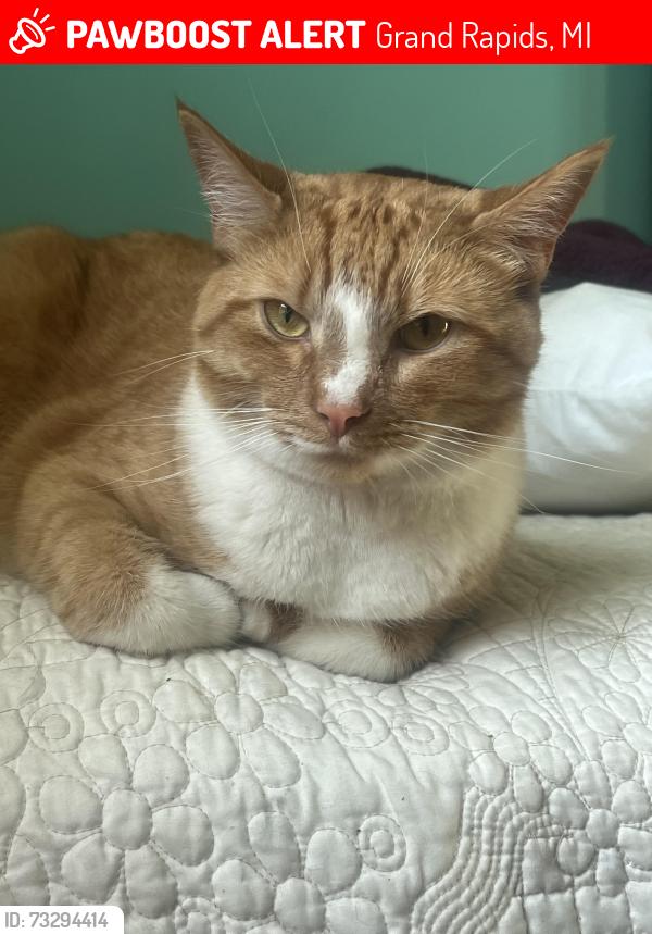 Lost Male Cat last seen 3 mile and coit, Grand Rapids, MI 49505