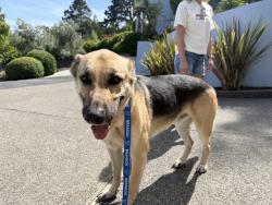 Reunited Male Dog last seen 9:30pm Ring Mountain near Taylor Fire Road, Tiburon, CA 94925