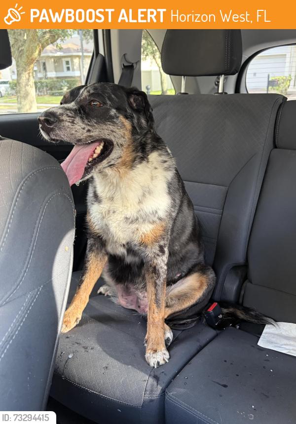 Found/Stray Female Dog last seen Mabel Bridge, Horizon West, FL 32836