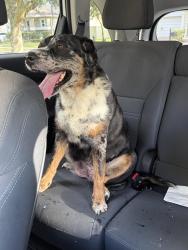 Found/Stray Female Dog last seen Mabel Bridge, Horizon West, FL 32836