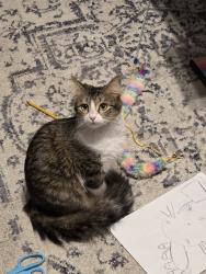 Reunited Female Cat last seen Near Ortega Park Blvd, Jacksonville, FL 32244, USA, Jacksonville, FL 32244