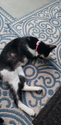 Found/Stray Unknown Cat last seen 158th and Sandy Blvd, Portland, OR 97230
