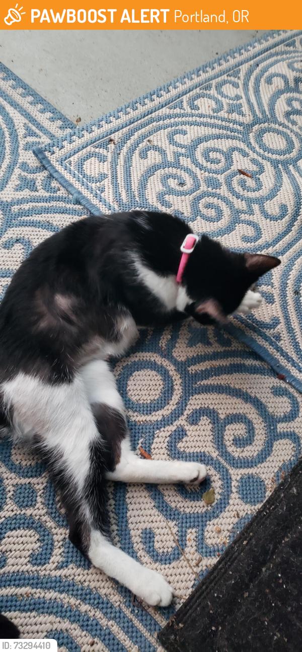 Found/Stray Unknown Cat last seen 158th and Sandy Blvd, Portland, OR 97230