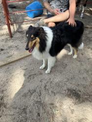 Found/Stray Male Dog last seen Fm 1116 w, Brashear, TX 75420