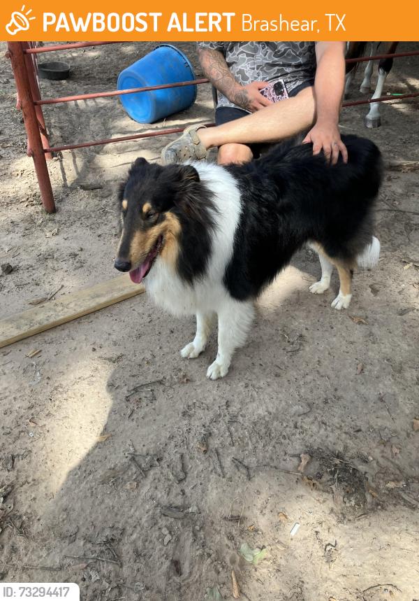 Found/Stray Male Dog last seen Fm 1116 w, Brashear, TX 75420