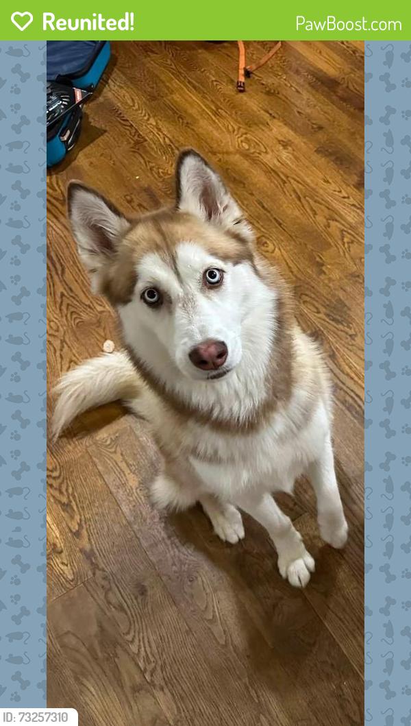 Reunited Female Dog last seen Near Blue Sage Rd, Oklahoma City, OK 73120, USA, Oklahoma City, OK 73120
