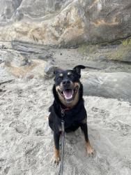 Lost Male Dog last seen SE Holgate and 92nd Ave, Portland, OR 97266