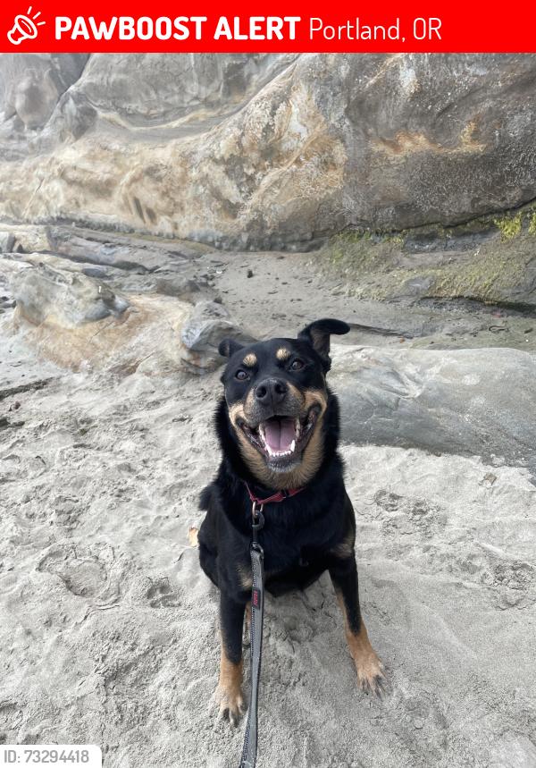 Lost Male Dog last seen SE Holgate and 92nd Ave, Portland, OR 97266