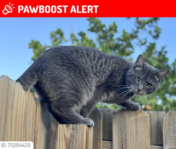 Lost Male Cat last seen Okeechobee Blvd and Royal Palm Beach Blvd, Royal Palm Beach, FL 33411