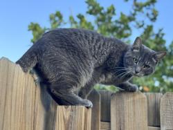 Lost Male Cat last seen Okeechobee Blvd and Royal Palm Beach Blvd, Royal Palm Beach, FL 33411
