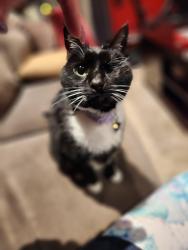 Reunited Male Cat last seen Between simpson st & w main st, Mechanicsburg, PA 17055