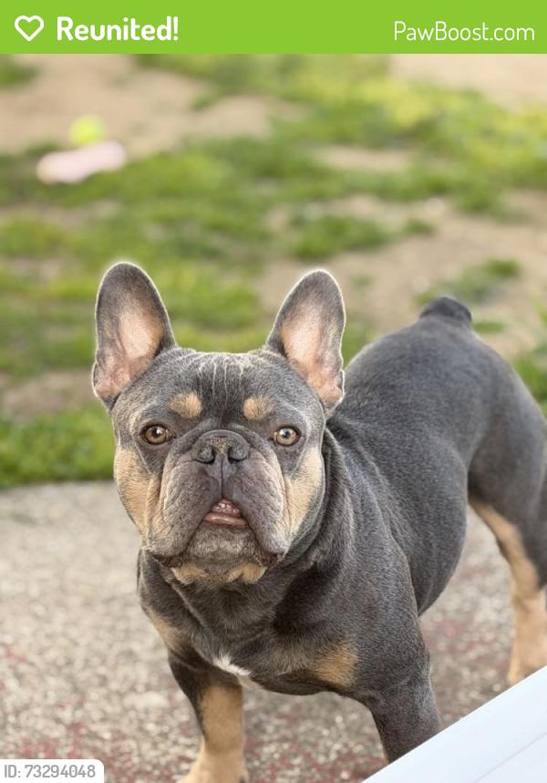 Reunited Male Dog last seen Ohio St, Vallejo, CA 94590, USA, Vallejo, CA 94590