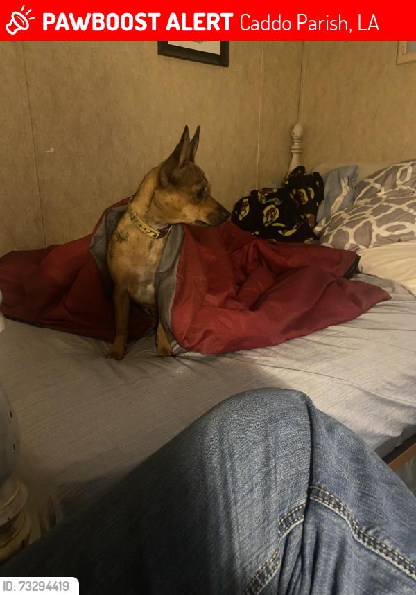 Lost Female Dog last seen Williams Rd, keithville, Caddo Parish, LA 71047
