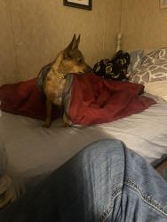 Lost Female Dog last seen Williams Rd, keithville, Caddo Parish, LA 71047