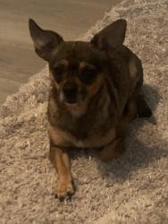 Found/Stray Unknown Dog last seen Nees, Bond, Fresno, CA 93720