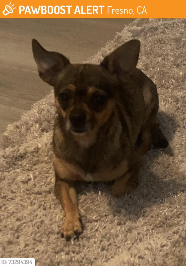 Found/Stray Unknown Dog last seen Nees, Bond, Fresno, CA 93720