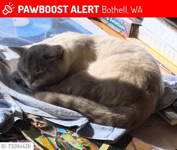 Lost Male Cat last seen Mays pond, Bothell, WA 98012