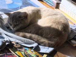 Lost Male Cat last seen Mays pond, Bothell, WA 98012