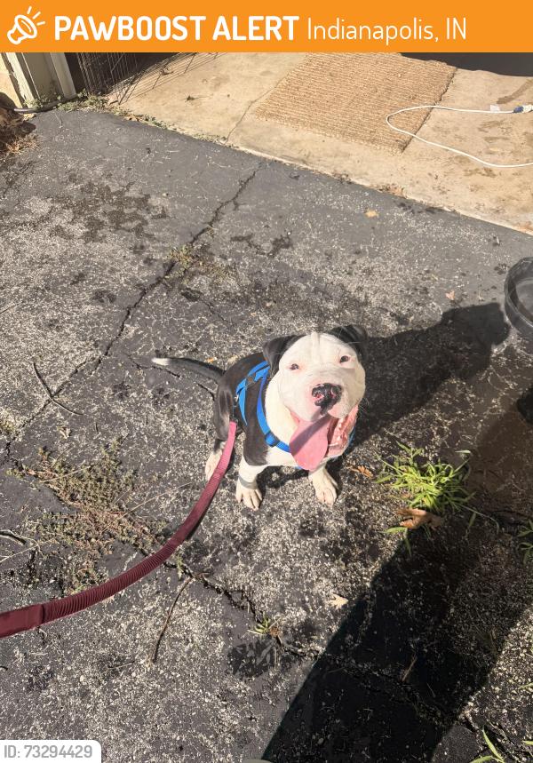 Found/Stray Male Dog last seen Marrison and brown, Indianapolis, IN 46218