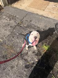 Found/Stray Male Dog last seen Marrison and brown, Indianapolis, IN 46218