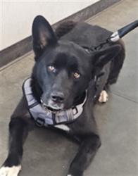 Shelter Stray Female Dog last seen , West Valley Animal Shelter, 20655 Plummer St, Chatsworth, CA 91311, USA