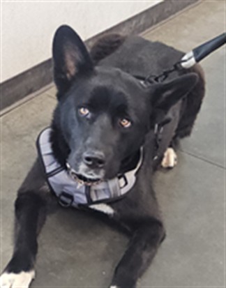 Shelter Stray Female Dog last seen , West Valley Animal Shelter, 20655 Plummer St, Chatsworth, CA 91311, USA