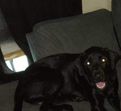 Reunited Male Dog last seen Green Forest Dr and Ridgeway rd, Jacksonville, FL 32244