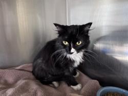 Shelter Stray Female Cat last seen Near BLOCK OF EUCLID ALLEY, 1640 9th St, Santa Monica, CA 90404, USA