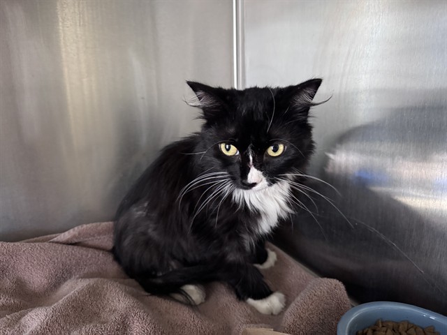 Shelter Stray Female Cat last seen Near BLOCK OF EUCLID ALLEY, 1640 9th St, Santa Monica, CA 90404, USA