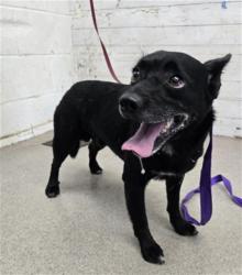 Shelter Stray Male Dog last seen N J ST X W 7TH ST, 333 Chandler Pl, San Bernardino, CA 92408, USA
