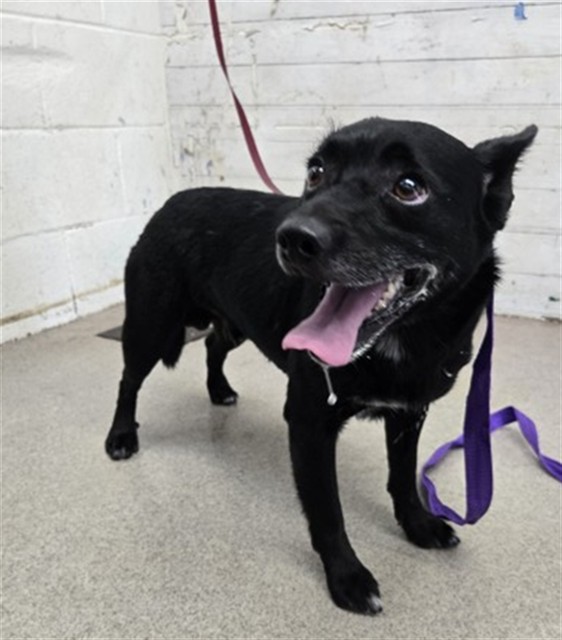 Shelter Stray Male Dog last seen N J ST X W 7TH ST, 333 Chandler Pl, San Bernardino, CA 92408, USA
