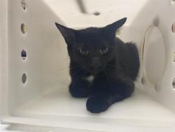 Shelter Stray Female Cat last seen Near BLOCK W POTOMAC AVE, 3839 W Burnham St, West Milwaukee, WI 53215, USA