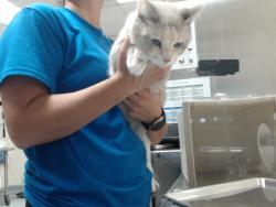 Shelter Stray Female Cat last seen Near ROSEHILL RD, FAYETTEVILLE NC 28301, 4704 Corporation Dr, Fayetteville, NC 28306, USA