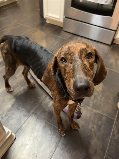 Shelter Stray Male Dog last seen CHARLOTTE, 8315 Byrum Dr, Charlotte, NC 28217, USA
