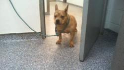 Shelter Stray Female Dog last seen CHARLOTTE, 8315 Byrum Dr, Charlotte, NC 28217, USA