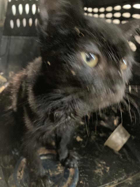 Shelter Stray Male Cat last seen Near BLOCK ELM AVE, LB CA 90805, 7700 E Spring St, Long Beach, CA 90815, USA