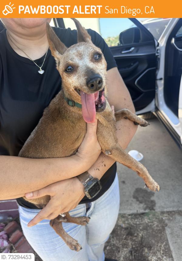 Found/Stray Male Dog last seen Berverly, San Diego, CA 92114