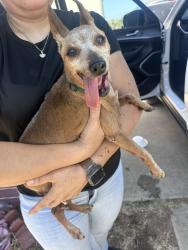 Found/Stray Male Dog last seen Berverly, San Diego, CA 92114